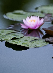 Kondolance - Bagside