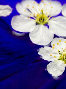 Kondolance - Bagside