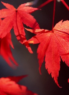 Kondolance - Bagside