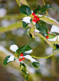 Vinter