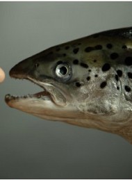 Fiskeri