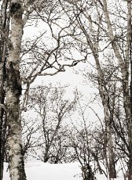 Vinter