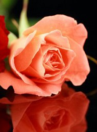 blomster