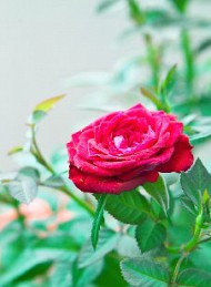 blomster