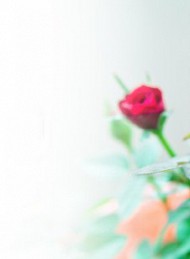 blomster - Bagside