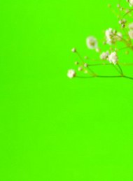 blomster - Bagside