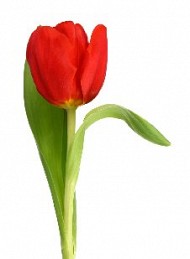blomster