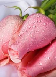 blomster