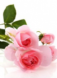 blomster
