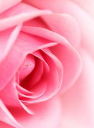 blomster