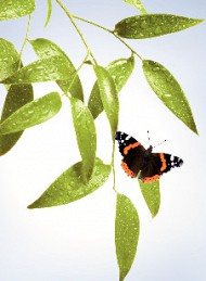natur
