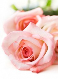 blomster