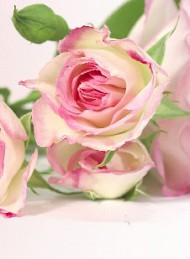 blomster