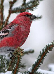 vinter