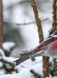 vinter - Bagside