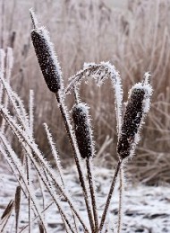 vinter
