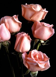 blomster