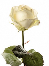 blomster