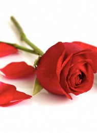 blomster