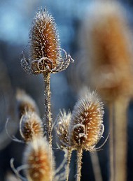 vinter