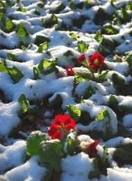 vinter