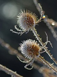 vinter