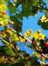 Vin - Bagside