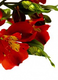 blomster