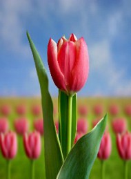 blomster