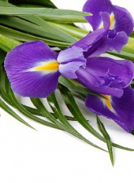 blomster - Bagside