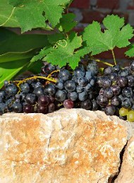 Vin - Bagside