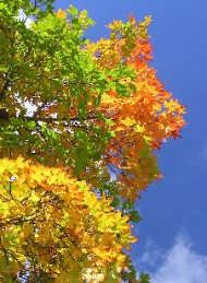 natur